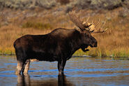 Moose Fort literally.