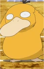 Misty's Psyduck (99 KB) Misty's Psyduck