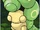 Caterpie