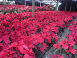 Poinsettia Mexico