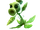 Peashooter
