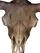 Virtual Cow Skull