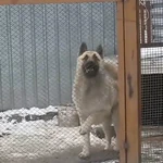 The Bust a Move Dancing Dog meme.