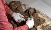 4500 year old Peruvian mummy