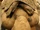 Pachery (Nenu)