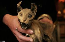 Mummified Cat and Mouse | Mummipedia Wiki | Fandom Mummified Cat and Mouse | Mummipedia Wiki | Fandom