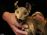 Mummified Cat and Mouse