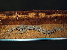 洋書 Male Bodies, Women's Souls Amazon.com: Male Bodies, Women's Souls (Human Sexuality