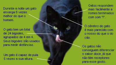 Gato – Wikipédia, a enciclopédia livre