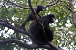 Animais - A ficha do bicho Nome popular: Macaco-aranha, cuatá Nome