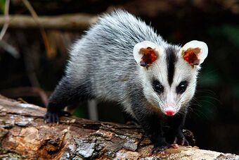 Gamba Wiki Mundo Animal Fandom Ulcerele venoase de gamba devin mai frecvente cu varsta, fiind foarte rare in randul persoanelor de sub 45 de ani. gamba wiki mundo animal fandom
