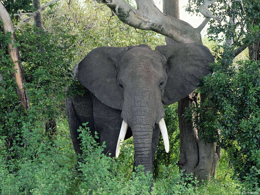 Elefante – Wikipédia, a enciclopédia livre