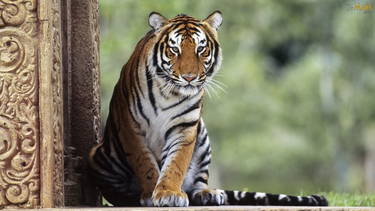 O tigre siberiano, veloz caçador em perigo de extinção