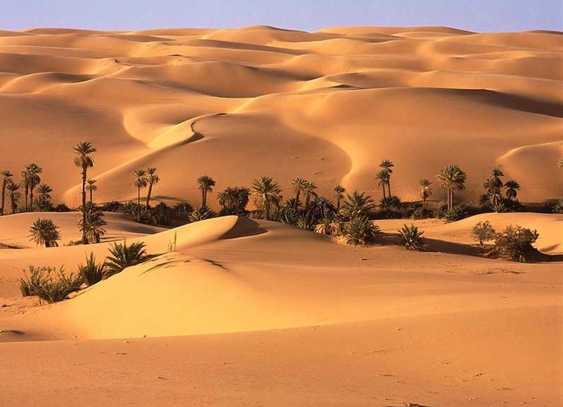 Deserto do Saara Wiki Mundo Animal Fandom