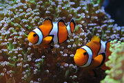 Ocelaris