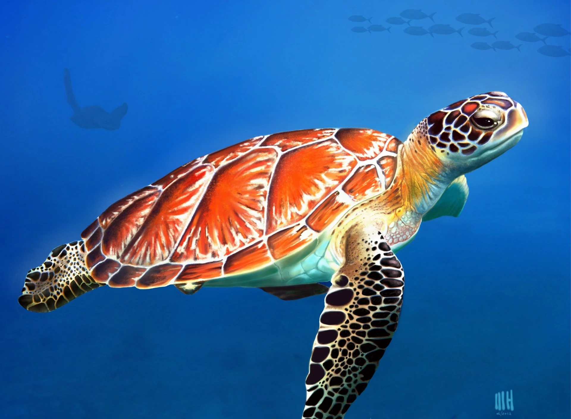 Tartaruga-Marinha | Wiki Mundo Animal | Fandom