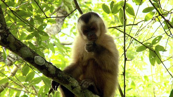 O menor macaco do mundo vive na Amazônia