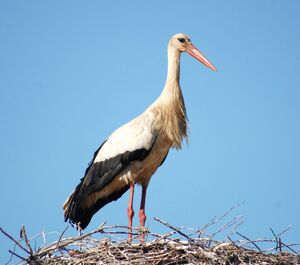 Cegonha-branca 