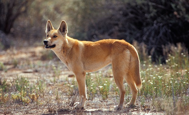 Dingo: você conhece o cão selvagem da Austrália?