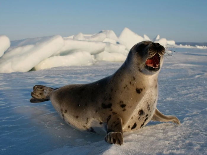 Foca | Wiki Mundo Animal | Fandom