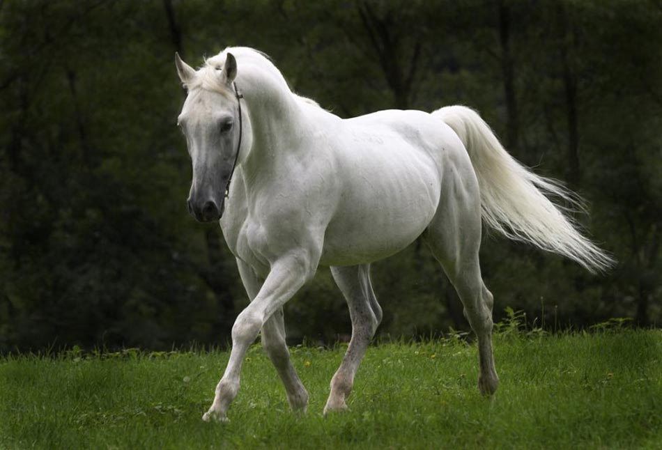 mata-cavalo  Dicionário Infopédia da Língua Portuguesa