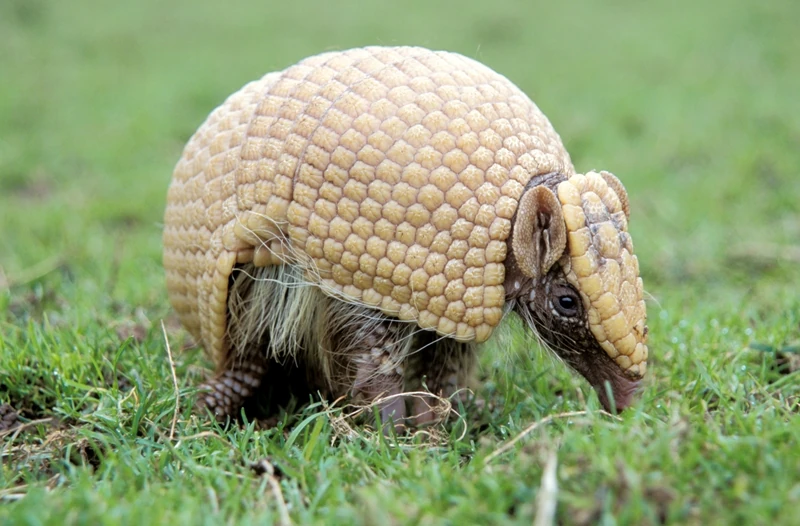 Tatu | Wiki Mundo Animal | Fandom