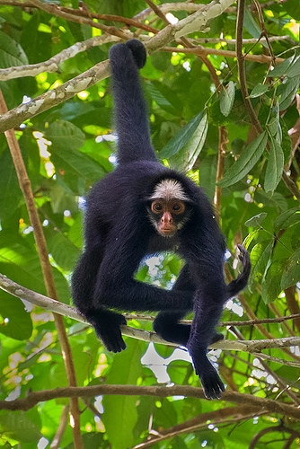 Macaco-aranha-de-cara-preta (Ateles paniscus) - Zoo de São…