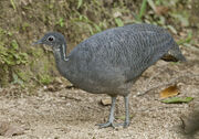 Grey-Tinamou-Dusan-Brinkhuizen-IBC