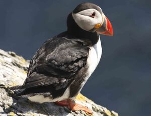 Atlantic Puffin 0