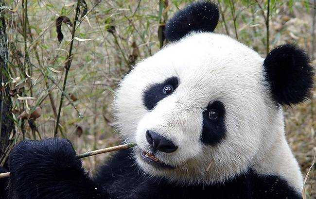 URSO-PANDA: características, alimentação e habitat