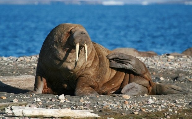 La morsa (Planeta animal)