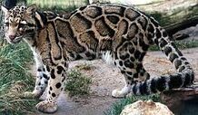 Leopardo.jpg