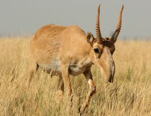 Weird-animal-saige-antilope