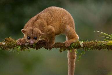 Puma, Wiki Mundo Animal