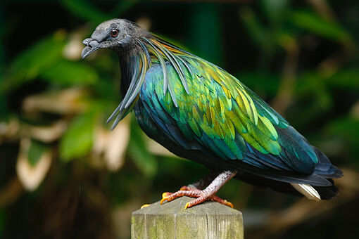 Paraíso das Aves - Pombos Domésticos