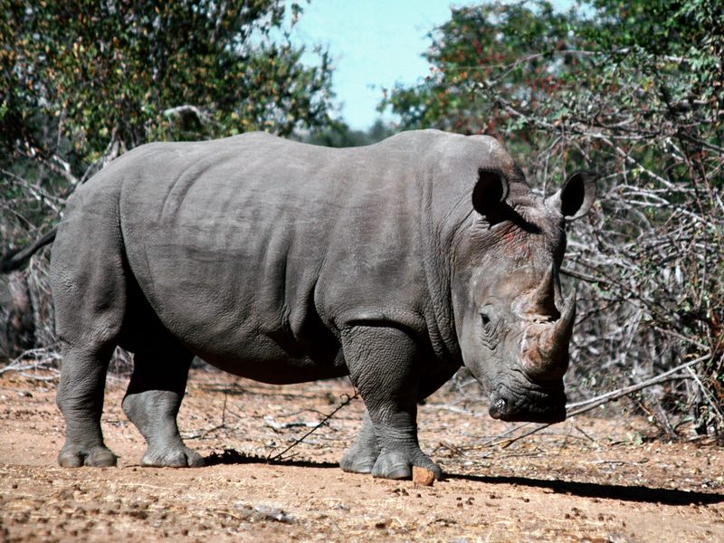 Ameaçado de extinção, filhote do rinoceronte de Sumatra nasce na Indonésia
