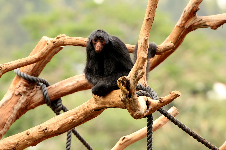 7 ideias de Macaco aranha  macaco aranha, macacos, primatas