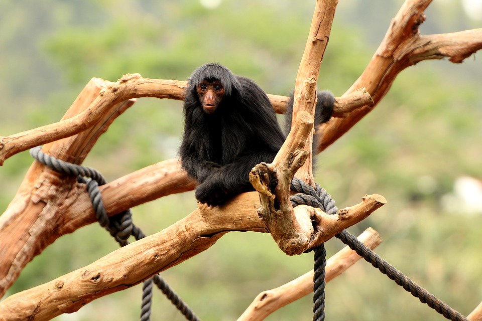 Macaco-Aranha: contempla o seu futuro - ((o))eco