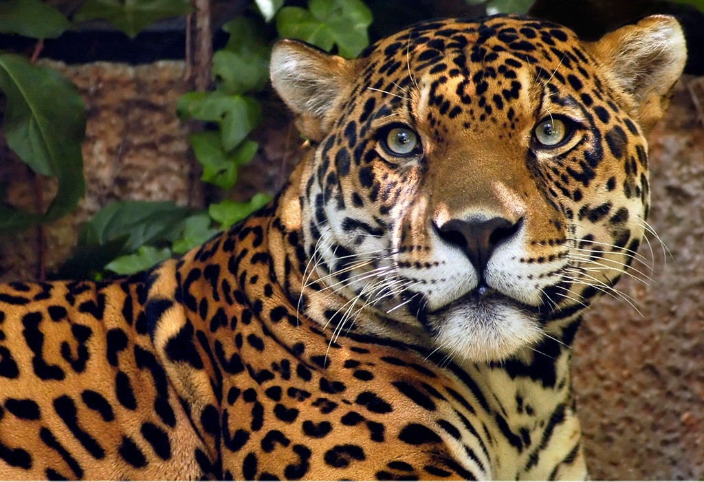 Panthera onca – Wikipédia, a enciclopédia livre