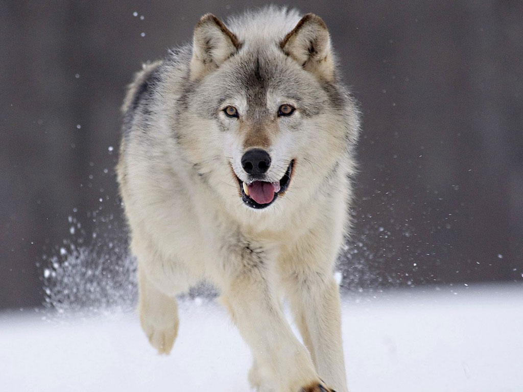 Lobo | Wiki Mundo Animal | Fandom