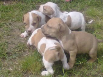 Pitbull Los Perros Ninera Wiki Mundo Canino Fandom