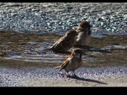 Miraheze-Sparrows semana 22b.jpg