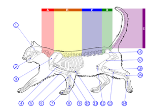 Skeleton diagram of a cat