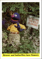 44: Grover and butterflies love flowers