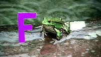 F is for Frog