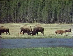Film-Grazing