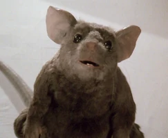 Bruno Jenkins The Witches