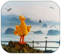 C1 Big Bird loves the ocean air.