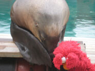 Elmo at Sea World Gold Coast