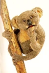 Flora the Koala